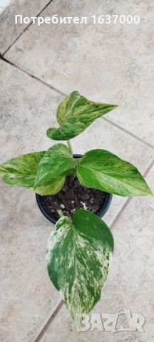 Епипремнум Marble queen , снимка 1 - Стайни растения - 42866358