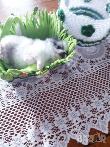 ШЕПИЧКА ЛЮБОВ, снимка 6 - Померан - 54100261