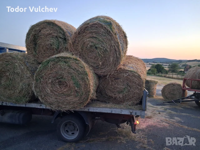 Люцерна, снимка 3 - Крави - 51362756