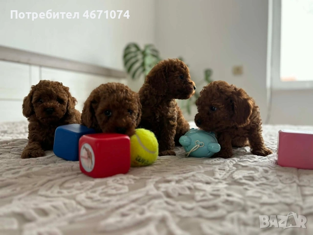 Продавам мини пуделчета , снимка 6 - Пудели - 54058158