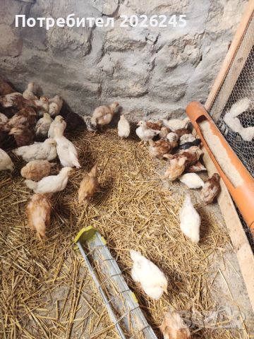 Свободни пилета Легхорн на Различна възраст, снимка 4 - Кокошки и пуйки - 45087041