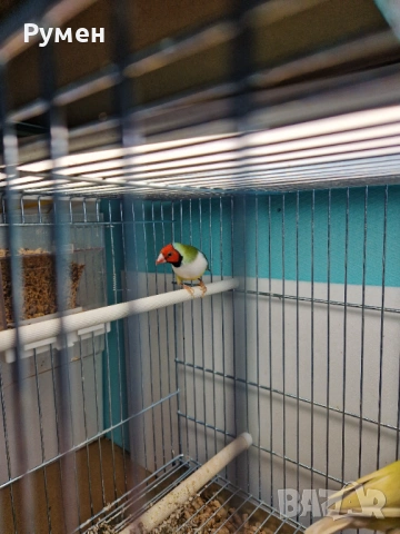 Чифт гулдови амадини, снимка 15 - Амадини - 52976074