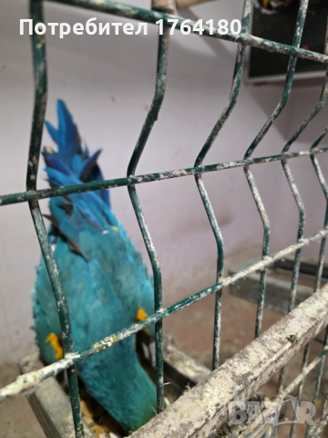 Три двойки папагали ара 