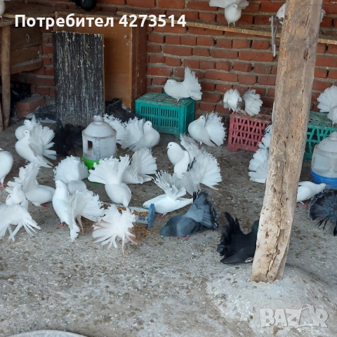 Продавам гълъби Финерлии - бели, сиви и пъстри, снимка 14 - Гълъби - 52268397