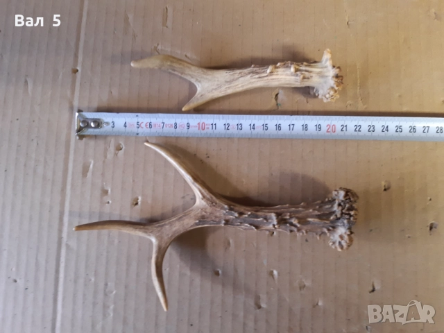 Рога от сръндак - за дръжки на нож и други