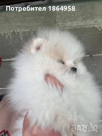 БЕБЕТА ПОМЕРАН Доставка