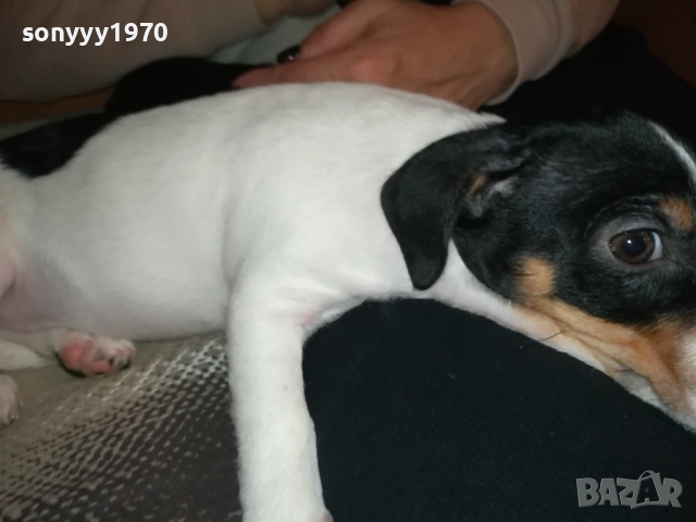 бебе джак-женско 2810251642, снимка 15 - Джак ръсел териер - 52213728
