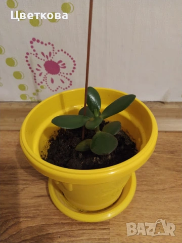 Дърво на Живота