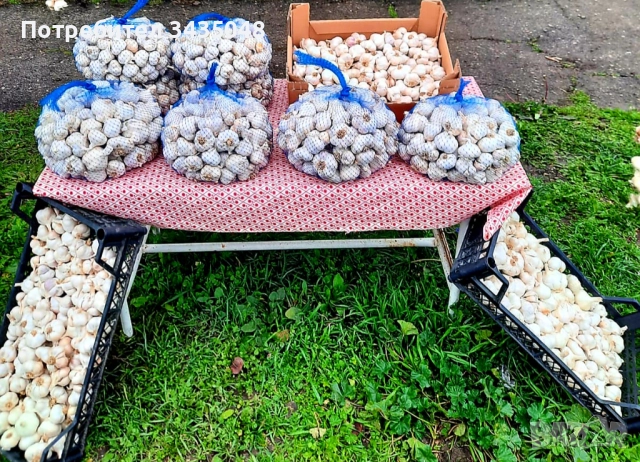 Домашен български зимен чесън собствено производство! Без химикали и пестециди!, снимка 3 - Домашни продукти - 52705970