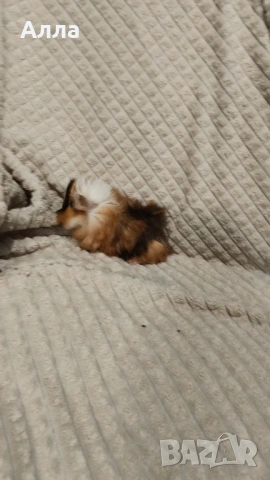 Морски свинчета, снимка 3 - Морски свинчета - 54237745