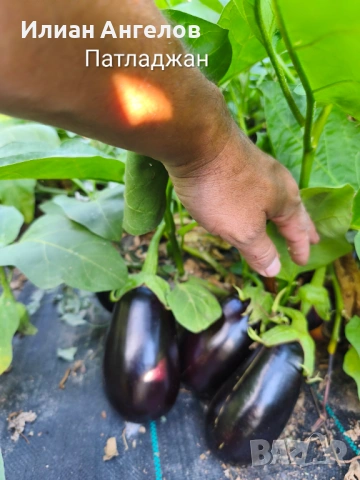 Семена от стари селски сортове домати,краставици и други, снимка 14 - Сортови семена и луковици - 52629365