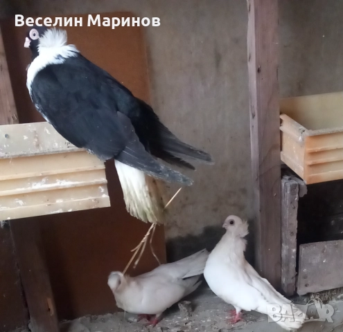 продавам    шуменски  гьлаби  нов  модел   25год,, снимка 4 - Гълъби - 52843857