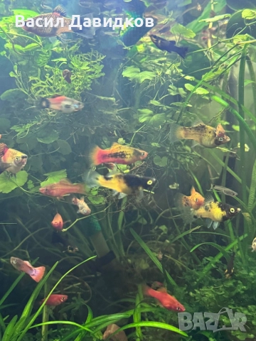 Хелер , Молинезия , Плата , Гупа , Комети, снимка 11 - Рибки - 51515705