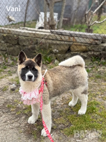 Американска акита кученца, снимка 5 - Акита - 53021892