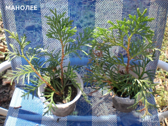 🎁🪻🪻🪻ТУЯ💐💐💐🎁, снимка 2 - Градински цветя и растения - 53411999