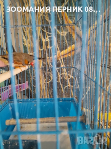 финки , снимка 2 - други­ - 53833839