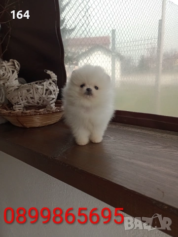 Чисто бели мини Померани. Реални снимки от 21.03.26, снимка 12 - Померан - 53883222