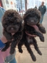 Прекрасни той пудели, шоколад , снимка 2