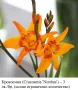 КРОКОСМИЯ (Crocosmia) сортове – луковици, снимка 6