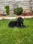 чистокръвно кокер шпаньолче, снимка 3