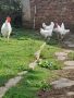 Разплодни яйца от Бял Легхорн, снимка 1 - Кокошки и пуйки - 39082321