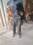 Английски кокер шпаньол, снимка 5