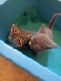 подарявам малки котета, снимка 6