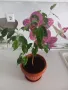 Фикус,бенджамин ,кактуси,юка,замиокулкас  и др.едри цветя, снимка 5