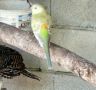 Первенокръст Поен папагал-женски, снимка 1