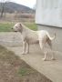 Dogo Argentino štenci, снимка 7