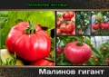 МАЛИНОВ ГИГАНТ + още над 150 сорта домати, снимка 1