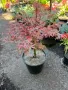 Acer palm. Shirazz Variegated , снимка 2