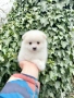 Померан мини момиче. Померанче, снимка 3