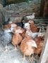 Пилета за яйца и месо, снимка 1 - Кокошки и пуйки - 44908695
