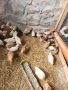 Свободни пилета Легхорн и Домашна Селска на 2 месеца, снимка 1 - Кокошки и пуйки - 45087041