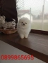 Чисто бели мини Померани. Реални снимки от 21.03.26, снимка 12