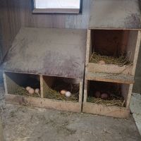 Продавам яйца, снимка 2 - Кокошки и пуйки - 45172987