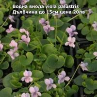 Водни лилии и водни растемия, снимка 4 - Градински цветя и растения - 45775201