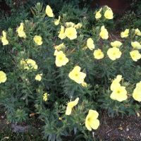 Вечерна иглика, снимка 2 - Градински цветя и растения - 45483250