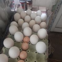 Гъши и Пуйчи Яйца, снимка 1 - Патици и гъски - 45340311