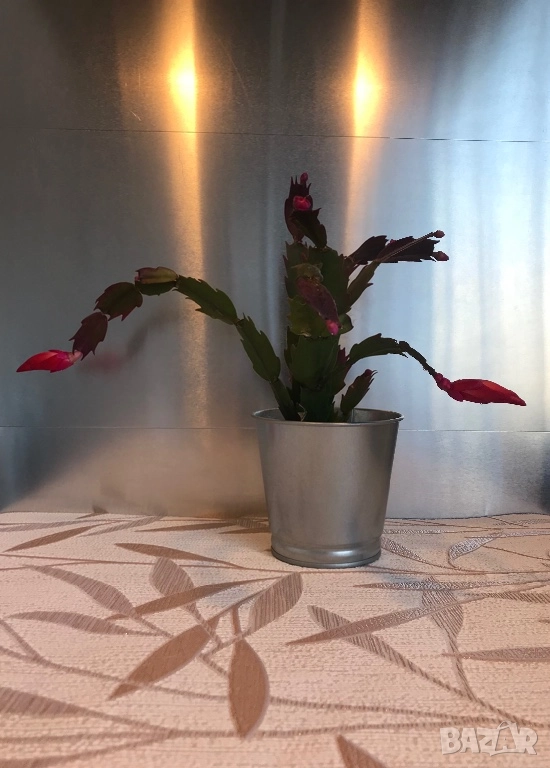 Коледниче, снимка 1