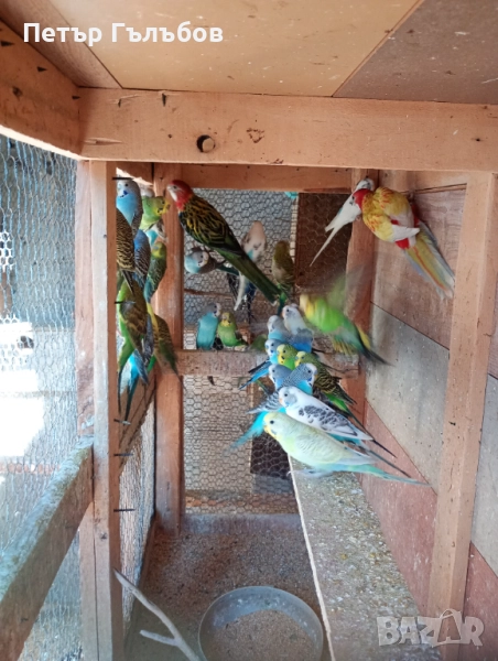 Продавам вълнисти и корели, снимка 1