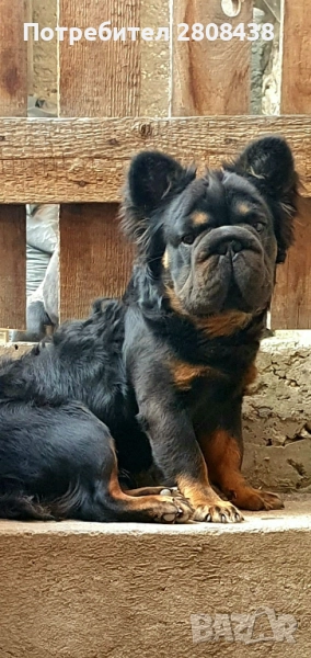 Френски булдог (Big rope fluffy) За разплод , снимка 1