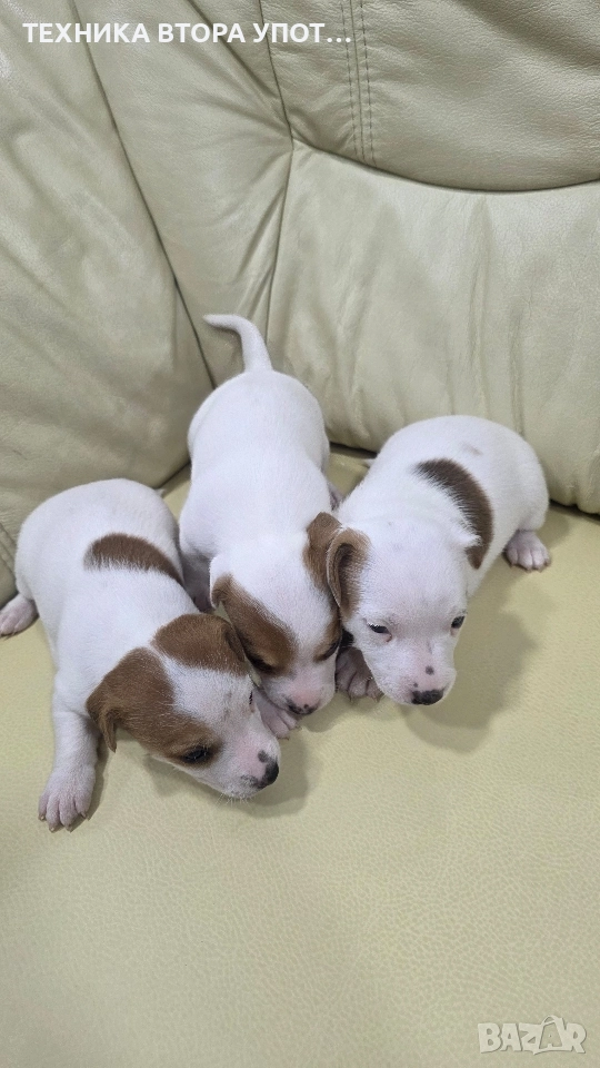 джак ръсел териер 3 броя женски, снимка 1
