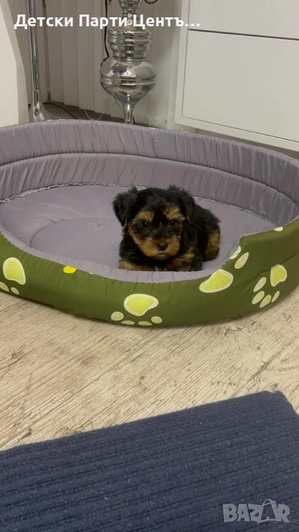 Йоркширски териер, мъжки. Много забавен. Даже вече се изхожда на памперс, е тъй, снимка 1