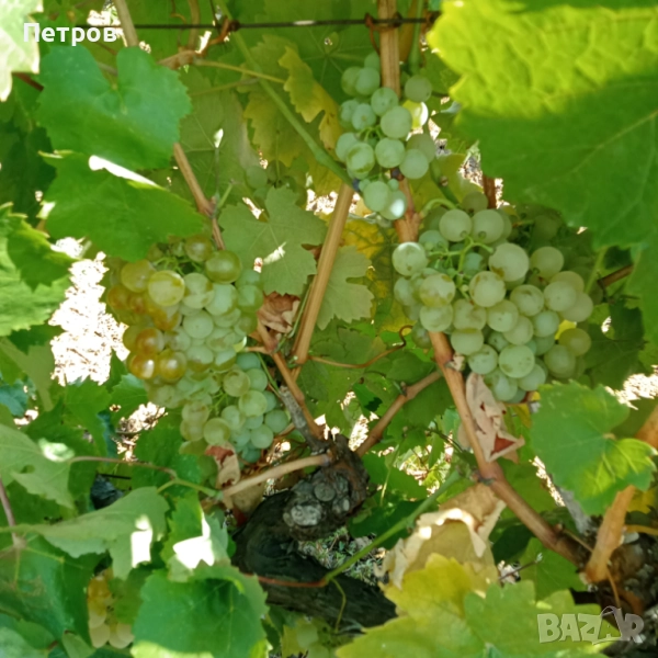 Продавам бяло грозде , снимка 1