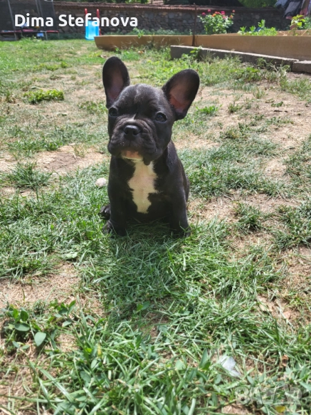 Свободни френчита, снимка 1