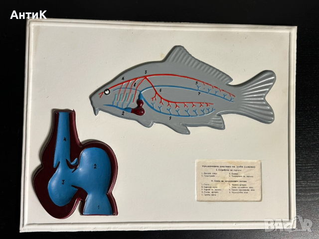 Соц Учебни Табла Помагала по Биология, снимка 8 - Антикварни и старинни предмети - 52516194