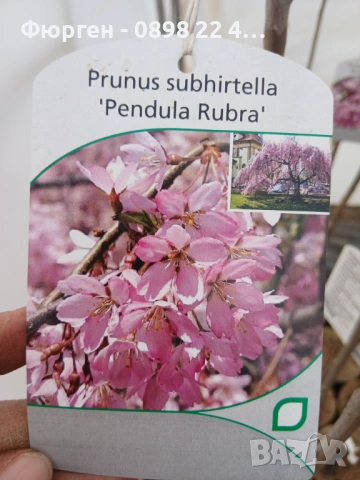 Плачеща японска вишна – Prunus ‘Pendula Rubra’, снимка 3 - Разсади - 54184955