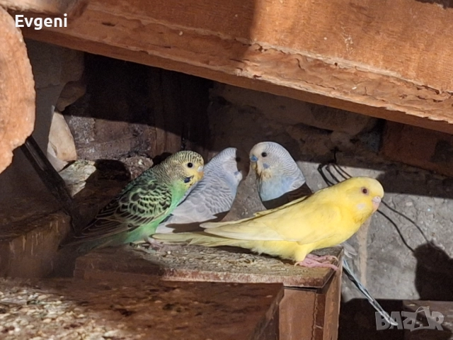 Вълнисти папагали , снимка 8 - Папагали - 51473102